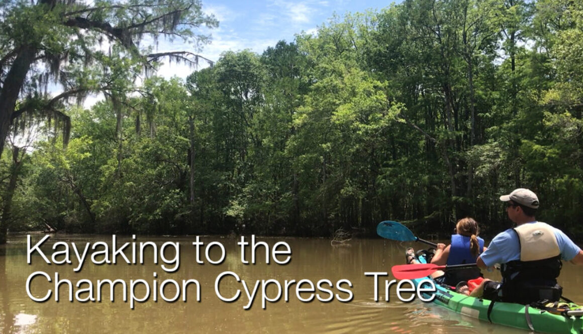 Kayaking Mobile-Tensaw Delta Champion Cypress Tree