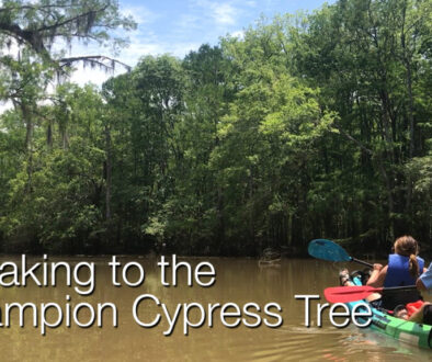 Kayaking Mobile-Tensaw Delta Champion Cypress Tree