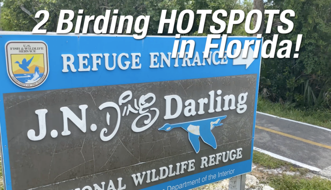 youtube-thumbnail-uploadding-darling