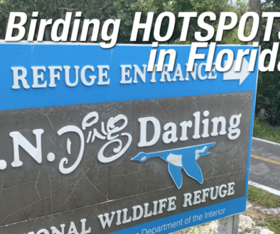 youtube-thumbnail-uploadding-darling